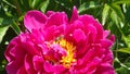 Peony Ã¢â¬â a truly magnificent flower. Royalty Free Stock Photo